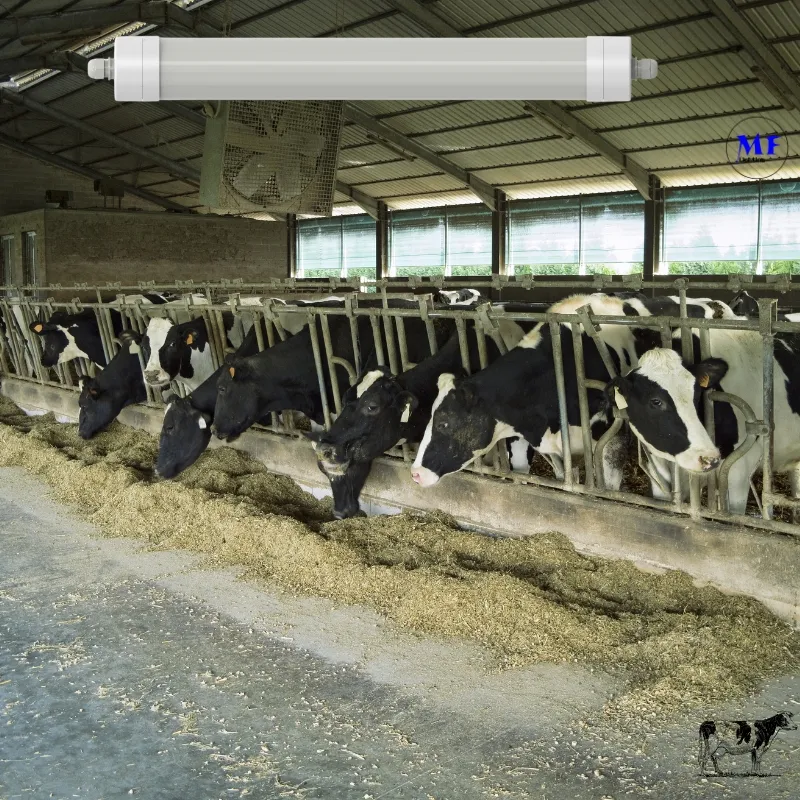 ضوء LED ثلاثي الدليل مضاد للأمونيا اللون الأبيض Ik10 IP69K 0 ~ 10V ضبابية CCT الطاقة قابل للتعديل 170lm / W 1.6m لليومية الأبقار والغنم المزرعة الماشية 3