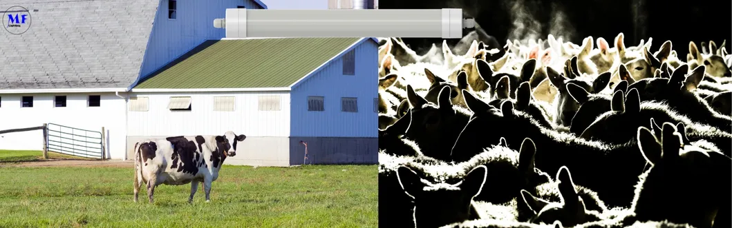 ضوء LED ثلاثي الدليل مضاد للأمونيا اللون الأبيض Ik10 IP69K 0 ~ 10V ضبابية CCT الطاقة قابل للتعديل 170lm / W 1.6m لليومية الأبقار والغنم المزرعة الماشية 4