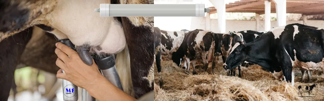 ضوء LED ثلاثي الدليل مضاد للأمونيا اللون الأبيض Ik10 IP69K 0 ~ 10V ضبابية CCT الطاقة قابل للتعديل 170lm / W 1.6m لليومية الأبقار والغنم المزرعة الماشية 5