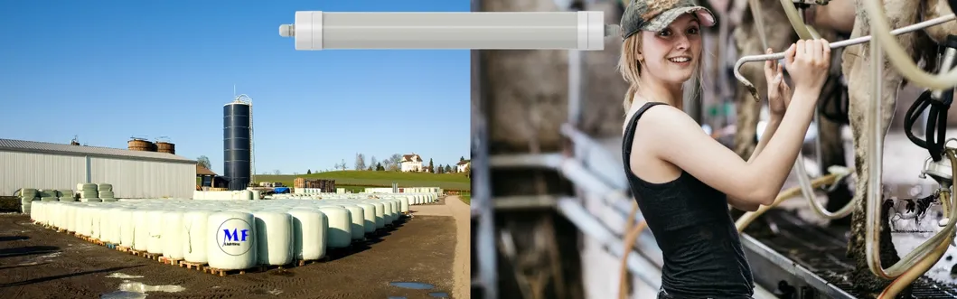 ضوء LED ثلاثي الدليل مضاد للأمونيا اللون الأبيض Ik10 IP69K 0 ~ 10V ضبابية CCT الطاقة قابل للتعديل 170lm / W 1.6m لليومية الأبقار والغنم المزرعة الماشية 8