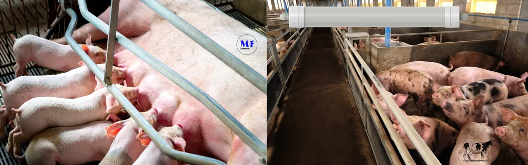 ضوء LED ثلاثي الدليل مضاد للأمونيا اللون الأبيض Ik10 IP69K 0 ~ 10V ضبابية CCT الطاقة قابل للتعديل 170lm / W 1.6m لليومية الأبقار والغنم المزرعة الماشية 7