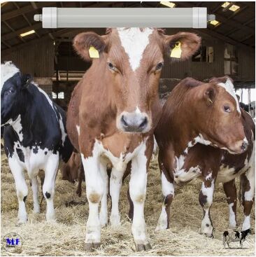 LED Tri-Proof Light Anti-Ammonia White Color Ik10 IP69K 0~10V Dim CCT Power Adjustable 170lm/W 1.6m for Diary Cow Sheep Farmyard Livestock